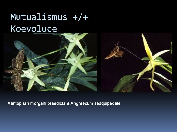 Mutualismus +/+ Koevoluce Xantophan morgani praedicta a Angraecum sesquipedale 