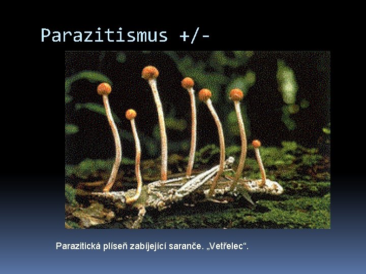 Parazitismus +/- Parazitická plíseň zabíjející saranče. „Vetřelec“. 