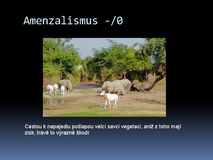 Amenzalismus -/0 Cestou k napajedlu pošlapou velcí savci vegetaci, aniž z toho mají zisk,