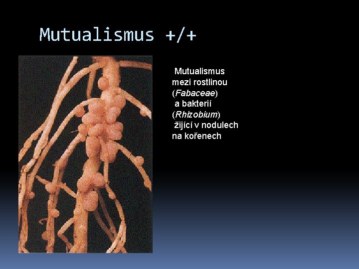 Mutualismus +/+ Mutualismus mezi rostlinou (Fabaceae) a bakterií (Rhizobium) žijící v nodulech na kořenech