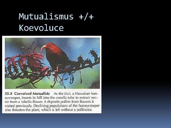 Mutualismus +/+ Koevoluce 