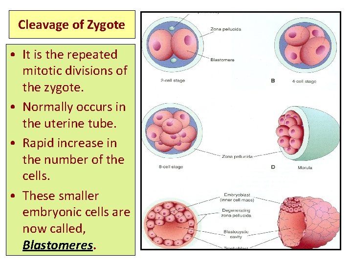 Cleavage of Zygote • It is the repeated mitotic divisions of the zygote. •
