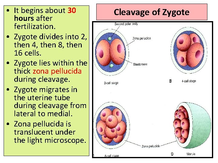  • It begins about 30 hours after fertilization. • Zygote divides into 2,