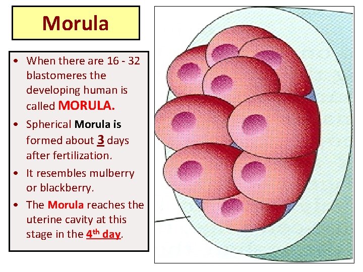 Morula • When there are 16 - 32 blastomeres the developing human is called