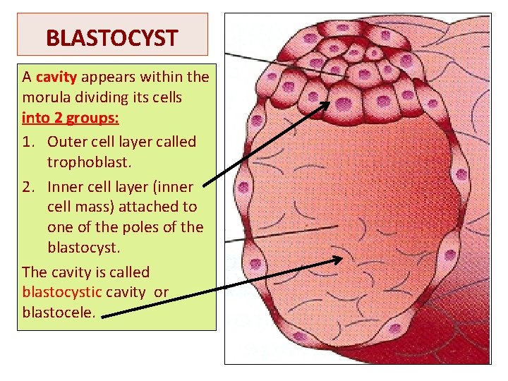 BLASTOCYST A cavity appears within the morula dividing its cells into 2 groups: 1.