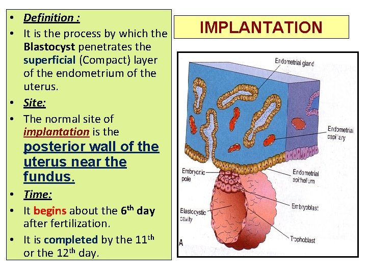  • Definition : • It is the process by which the Blastocyst penetrates