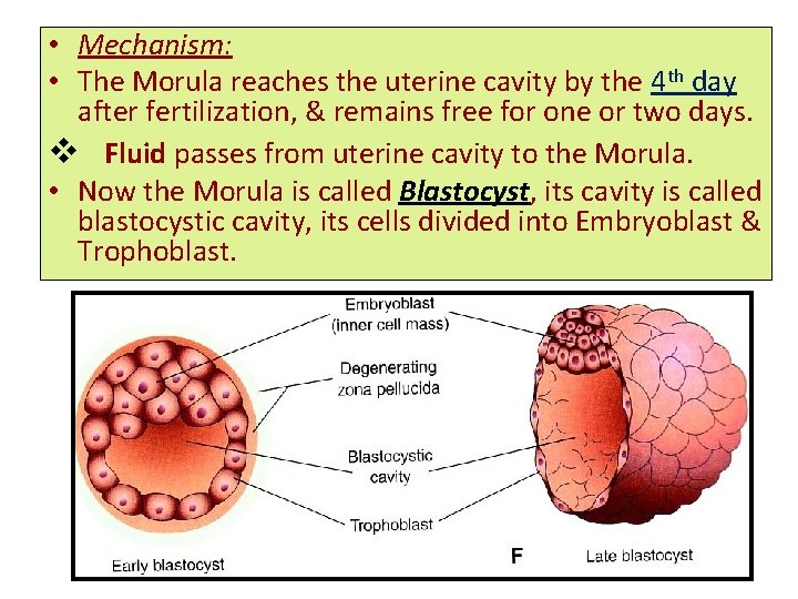  • Mechanism: • The Morula reaches the uterine cavity by the 4 th