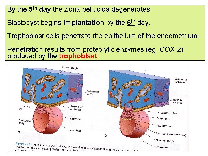 By the 5 th day the Zona pellucida degenerates. Blastocyst begins implantation by the