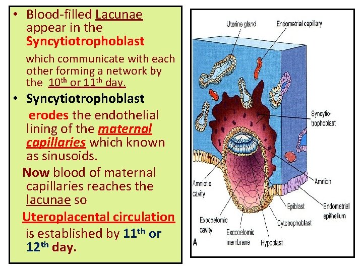  • Blood-filled Lacunae appear in the Syncytiotrophoblast which communicate with each other forming