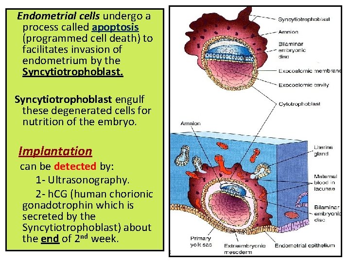 Endometrial cells undergo a process called apoptosis (programmed cell death) to facilitates invasion of