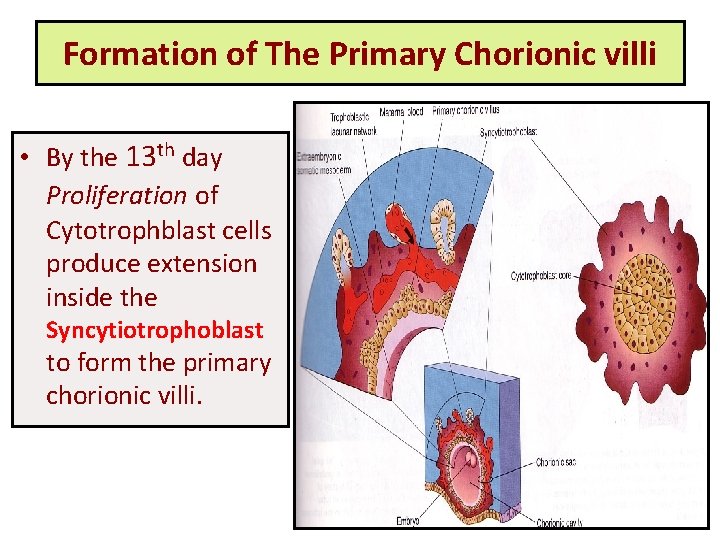 Formation of The Primary Chorionic villi • By the 13 th day Proliferation of
