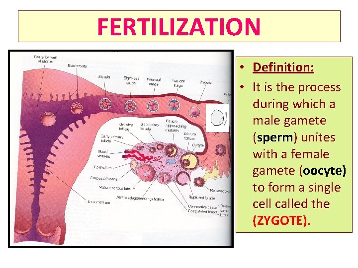 FERTILIZATION • Definition: • It is the process during which a male gamete (sperm)