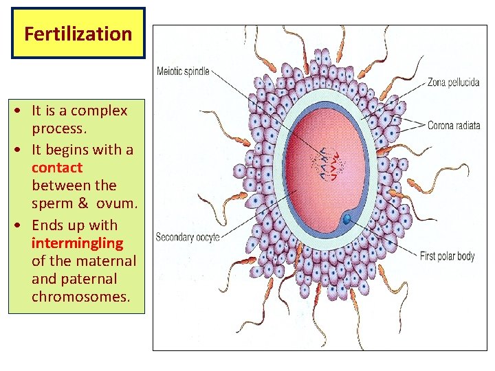 Fertilization • It is a complex process. • It begins with a contact between