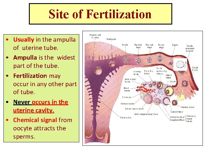 Site of Fertilization • Usually in the ampulla of uterine tube. • Ampulla is