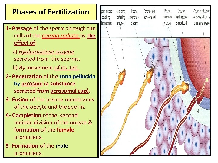 Phases of Fertilization 1 - Passage of the sperm through the cells of the