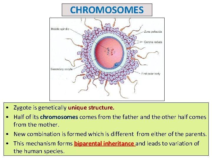CHROMOSOMES • Zygote is genetically unique structure. • Half of its chromosomes comes from