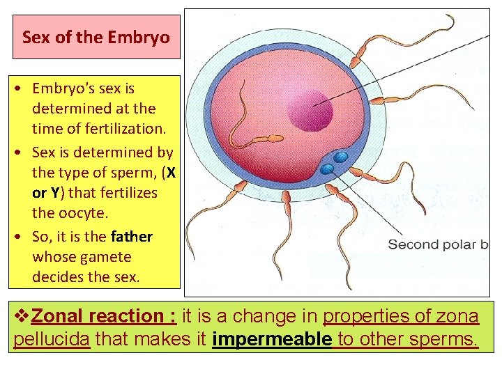 Sex of the Embryo • Embryo's sex is determined at the time of fertilization.