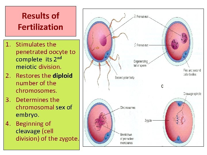 Results of Fertilization 1. Stimulates the penetrated oocyte to complete its 2 nd meiotic