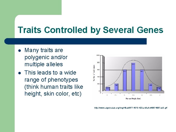 Traits Controlled by Several Genes l l Many traits are polygenic and/or multiple alleles
