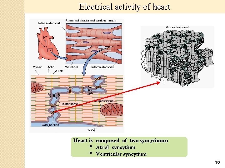 Electrical activity of heart Heart is composed of two syncytiums: • Atrial syncytium •