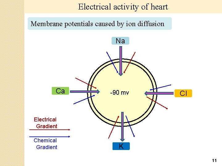 Electrical activity of heart Membrane potentials caused by ion diffusion Na Ca -90 mv