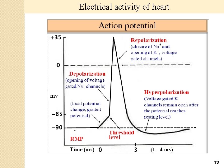 Electrical activity of heart 13 