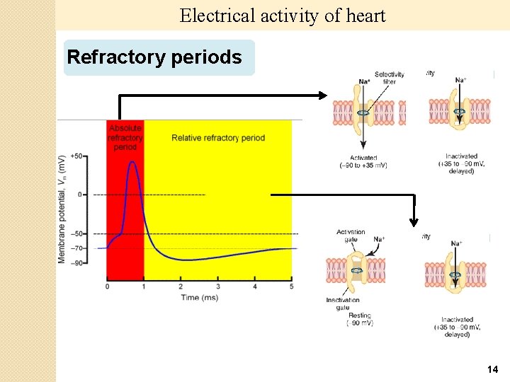 Electrical activity of heart Refractory periods 14 