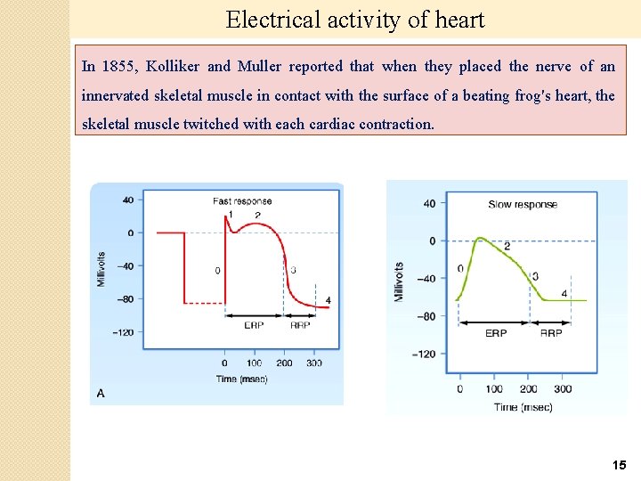 Electrical activity of heart In 1855, Kolliker and Muller reported that when they placed