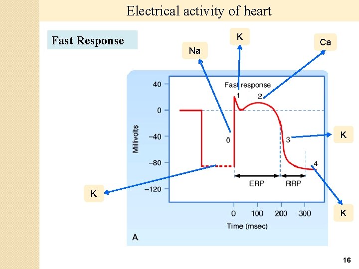 Electrical activity of heart Fast Response K Na Ca K K K 16 