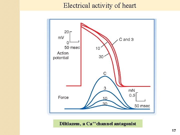 Electrical activity of heart Diltiazem, a Ca++channel antagonist 17 