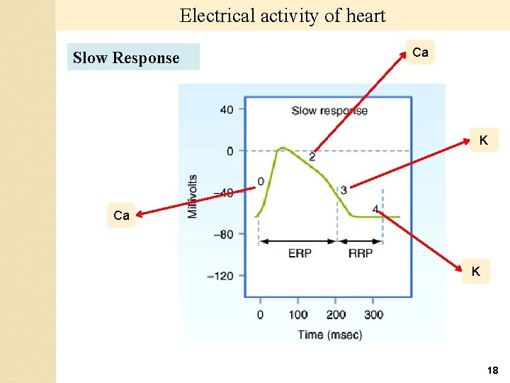 Electrical activity of heart Slow Response Ca K 18 
