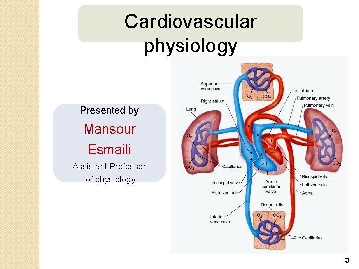 Cardiovascular physiology Presented by Mansour Esmaili Assistant Professor of physiology 3 