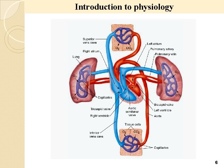 Introduction to physiology 6 