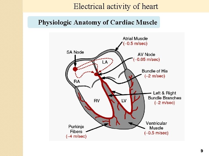 Electrical activity of heart Physiologic Anatomy of Cardiac Muscle 9 