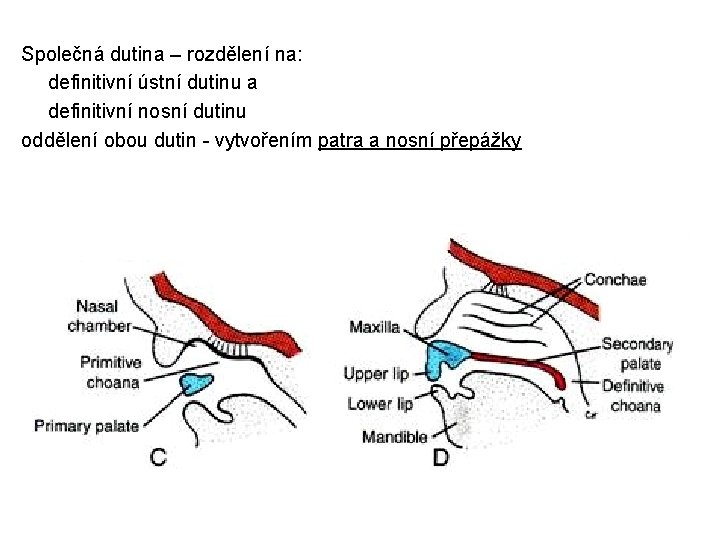 Společná dutina – rozdělení na: definitivní ústní dutinu a definitivní nosní dutinu oddělení obou