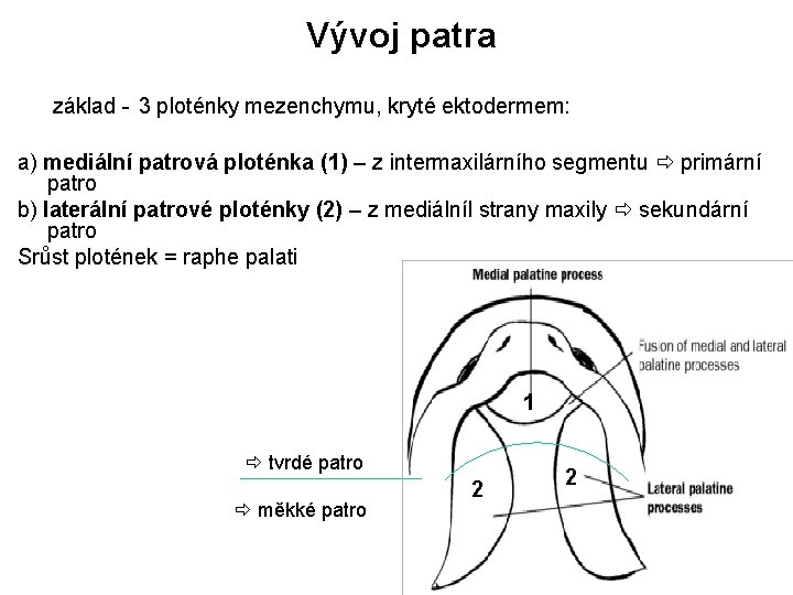 Vývoj patra základ - 3 ploténky mezenchymu, kryté ektodermem: a) mediální patrová ploténka (1)