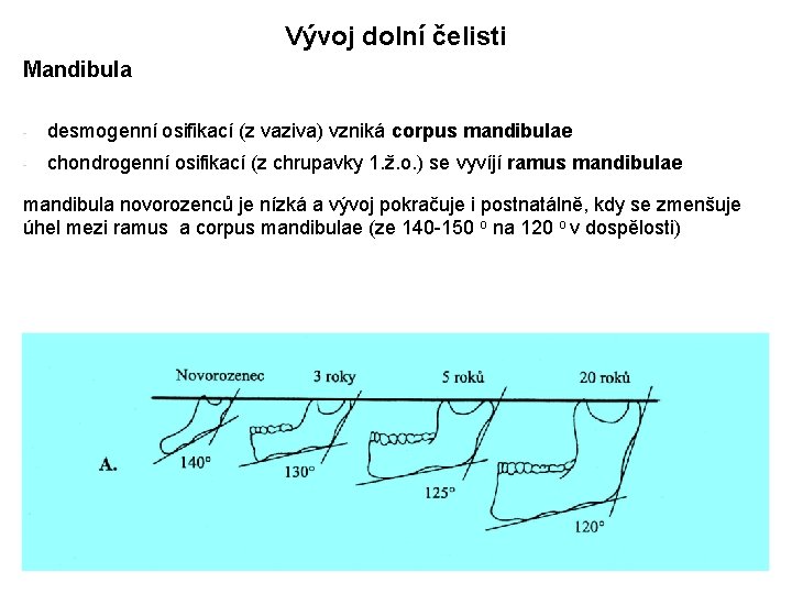 Vývoj dolní čelisti Mandibula - desmogenní osifikací (z vaziva) vzniká corpus mandibulae - chondrogenní