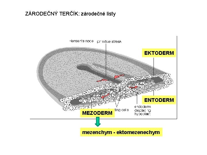 ZÁRODEČNÝ TERČÍK: zárodečné listy EKTODERM ENTODERM MEZODERM mezenchym - ektomezenechym 