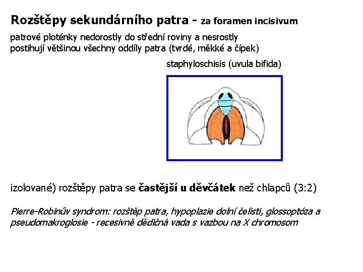Rozštěpy sekundárního patra - za foramen incisivum patrové ploténky nedorostly do střední roviny a