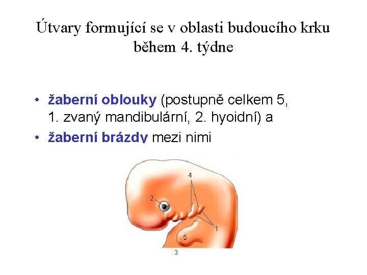 Útvary formující se v oblasti budoucího krku během 4. týdne • žaberní oblouky (postupně