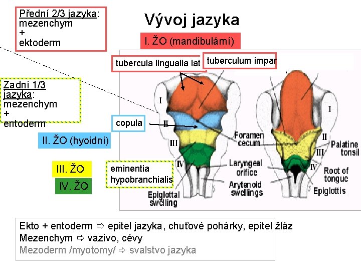 Přední 2/3 jazyka: mezenchym + ektoderm Vývoj jazyka I. ŽO (mandibulární) tubercula lingualia lat.