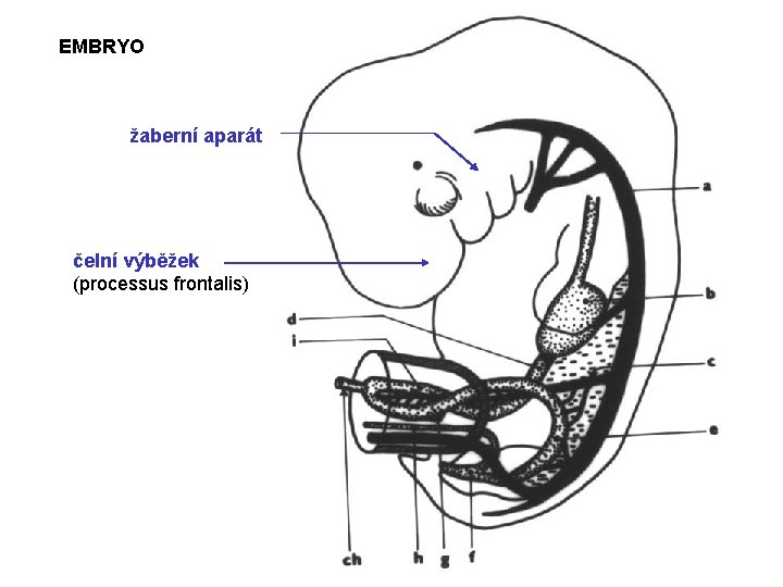 EMBRYO žaberní aparát čelní výběžek (processus frontalis) 