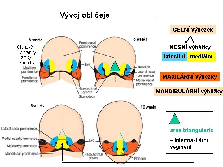 Vývoj obličeje ČELNÍ výběžek Čichové - ploténky - jamky. kanálky NOSNÍ výběžky laterální mediální