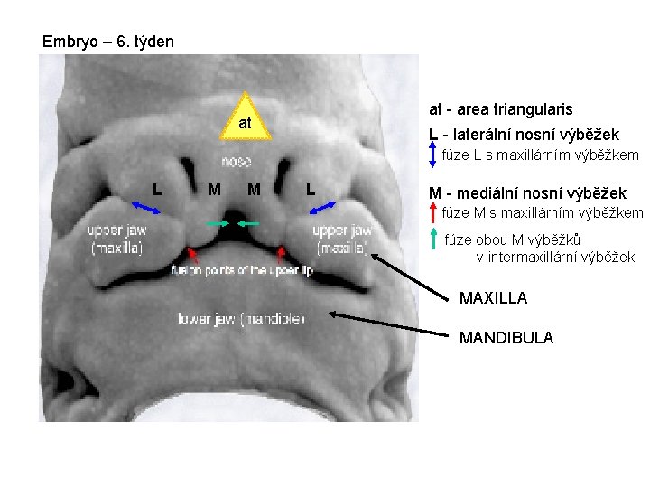 Embryo – 6. týden at - area triangularis at L - laterální nosní výběžek