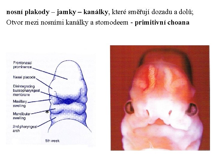 nosní plakody – jamky – kanálky, které směřují dozadu a dolů; Otvor mezi nosními