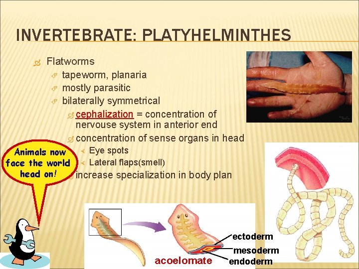 INVERTEBRATE: PLATYHELMINTHES Flatworms tapeworm, planaria mostly parasitic bilaterally symmetrical cephalization = concentration of nervouse