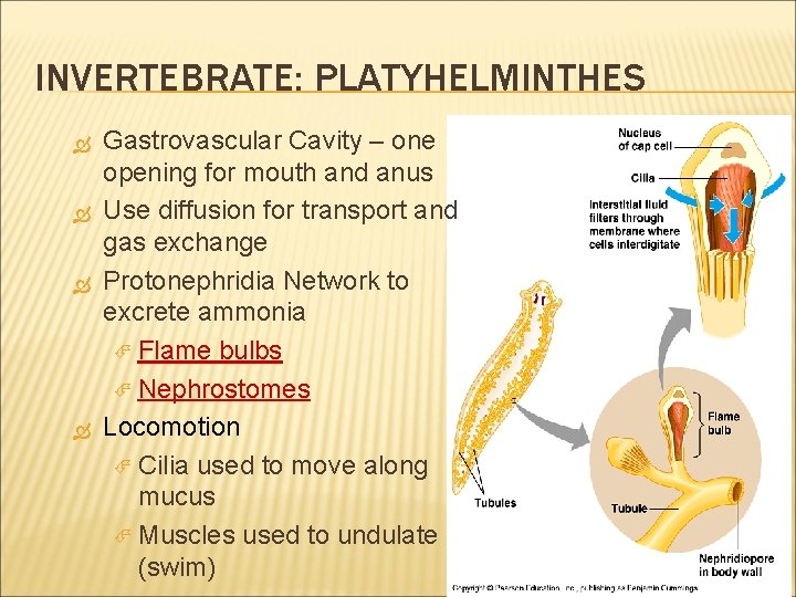 INVERTEBRATE: PLATYHELMINTHES Gastrovascular Cavity – one opening for mouth and anus Use diffusion for