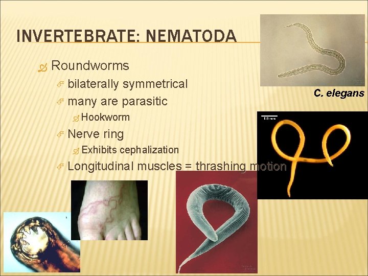 INVERTEBRATE: NEMATODA Roundworms bilaterally symmetrical many are parasitic Hookworm Nerve ring Exhibits cephalization Longitudinal