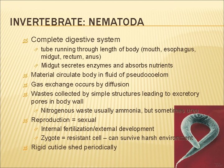 INVERTEBRATE: NEMATODA Complete digestive system tube running through length of body (mouth, esophagus, midgut,