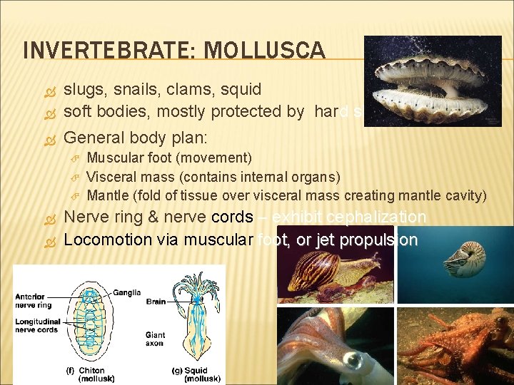 INVERTEBRATE: MOLLUSCA slugs, snails, clams, squid soft bodies, mostly protected by hard shells General
